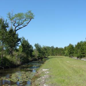 Photo of SOLD!  337 Acres of Hunting Land For Sale in Columbus County NC!