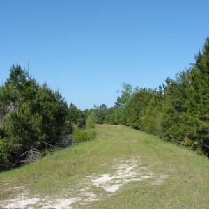 Photo of SOLD!  337 Acres of Hunting Land For Sale in Columbus County NC!