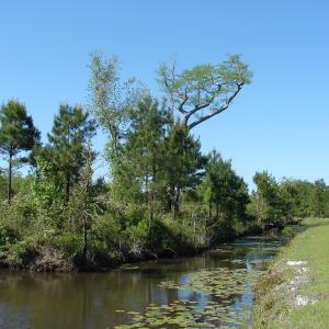 Photo of SOLD!  337 Acres of Hunting Land For Sale in Columbus County NC!