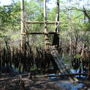 Photo of SOLD!  337 Acres of Hunting Land For Sale in Columbus County NC!