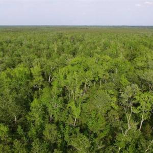 Photo of SOLD!!  283.83 Acres of Hunting and Timber Land For Sale In Pamlico County NC!