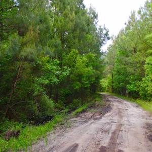 Photo of SOLD!!  283.83 Acres of Hunting and Timber Land For Sale In Pamlico County NC!