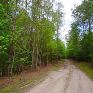 Photo of SOLD!!  283.83 Acres of Hunting and Timber Land For Sale In Pamlico County NC!