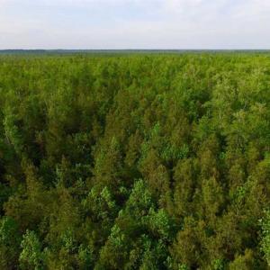 Photo of SOLD!!  283.83 Acres of Hunting and Timber Land For Sale In Pamlico County NC!