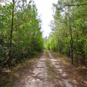 Photo of SOLD!!  283.83 Acres of Hunting and Timber Land For Sale In Pamlico County NC!