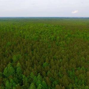 Photo of SOLD!!  283.83 Acres of Hunting and Timber Land For Sale In Pamlico County NC!