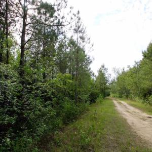 Photo of SOLD!!  283.83 Acres of Hunting and Timber Land For Sale In Pamlico County NC!