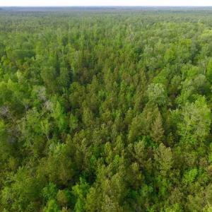 Photo of SOLD!!  283.83 Acres of Hunting and Timber Land For Sale In Pamlico County NC!