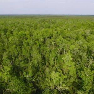 Photo of SOLD!!  283.83 Acres of Hunting and Timber Land For Sale In Pamlico County NC!