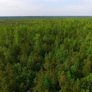 Photo of SOLD!!  283.83 Acres of Hunting and Timber Land For Sale In Pamlico County NC!