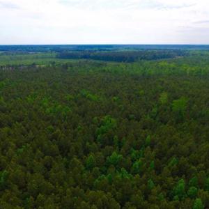 Photo of SOLD!!  283.83 Acres of Hunting and Timber Land For Sale In Pamlico County NC!