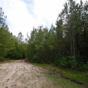 Photo of SOLD!!  283.83 Acres of Hunting and Timber Land For Sale In Pamlico County NC!