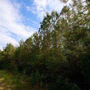 Photo of SOLD!!  283.83 Acres of Hunting and Timber Land For Sale In Pamlico County NC!