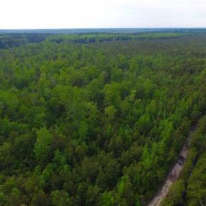 Photo of SOLD!!  283.83 Acres of Hunting and Timber Land For Sale In Pamlico County NC!
