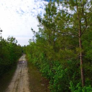 Photo of SOLD!!  283.83 Acres of Hunting and Timber Land For Sale In Pamlico County NC!