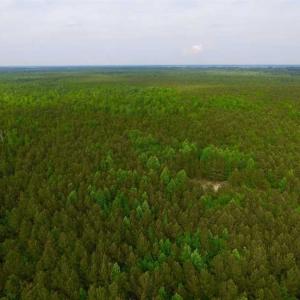 Photo of SOLD!!  283.83 Acres of Hunting and Timber Land For Sale In Pamlico County NC!