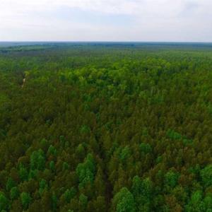 Photo of SOLD!!  283.83 Acres of Hunting and Timber Land For Sale In Pamlico County NC!