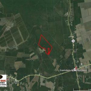 Photo of SOLD!!  283.83 Acres of Hunting and Timber Land For Sale In Pamlico County NC!