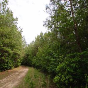 Photo of SOLD!!  283.83 Acres of Hunting and Timber Land For Sale In Pamlico County NC!