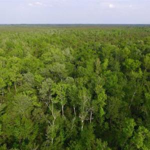 Photo of SOLD!!  283.83 Acres of Hunting and Timber Land For Sale In Pamlico County NC!