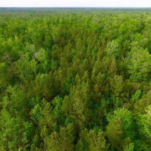 Photo of SOLD!!  283.83 Acres of Hunting and Timber Land For Sale In Pamlico County NC!