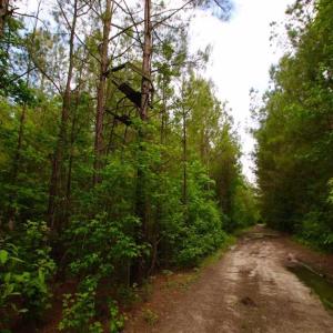 Photo of SOLD!!  283.83 Acres of Hunting and Timber Land For Sale In Pamlico County NC!
