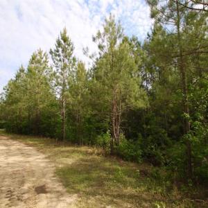 Photo of SOLD!!  283.83 Acres of Hunting and Timber Land For Sale In Pamlico County NC!