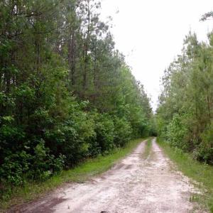 Photo of SOLD!!  283.83 Acres of Hunting and Timber Land For Sale In Pamlico County NC!
