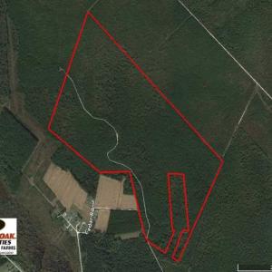 Photo of SOLD!!  283.83 Acres of Hunting and Timber Land For Sale In Pamlico County NC!