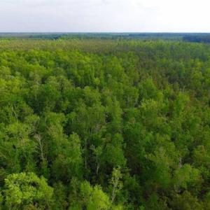 Photo of SOLD!!  283.83 Acres of Hunting and Timber Land For Sale In Pamlico County NC!