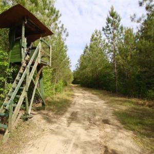 Photo of SOLD!!  283.83 Acres of Hunting and Timber Land For Sale In Pamlico County NC!