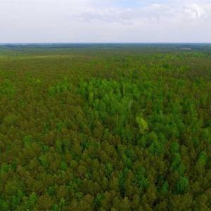 Photo of SOLD!!  283.83 Acres of Hunting and Timber Land For Sale In Pamlico County NC!