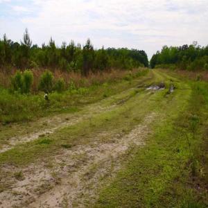 Photo of SOLD!!  283.83 Acres of Hunting and Timber Land For Sale In Pamlico County NC!