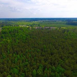 Photo of SOLD!!  283.83 Acres of Hunting and Timber Land For Sale In Pamlico County NC!