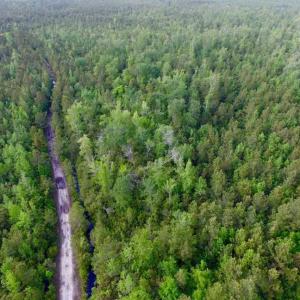 Photo of SOLD!!  283.83 Acres of Hunting and Timber Land For Sale In Pamlico County NC!