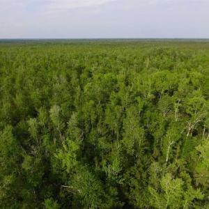 Photo of SOLD!!  283.83 Acres of Hunting and Timber Land For Sale In Pamlico County NC!
