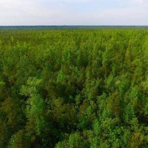 Photo of SOLD!!  283.83 Acres of Hunting and Timber Land For Sale In Pamlico County NC!