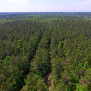 Photo of REDUCED!  443.3 Acres of Farm and Timber Land For Sale In Pamlico County NC!