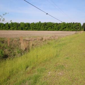 Photo of REDUCED!  443.3 Acres of Farm and Timber Land For Sale In Pamlico County NC!