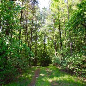 Photo of REDUCED!  443.3 Acres of Farm and Timber Land For Sale In Pamlico County NC!