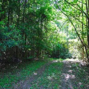 Photo of REDUCED!  443.3 Acres of Farm and Timber Land For Sale In Pamlico County NC!