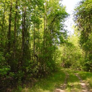 Photo of REDUCED!  443.3 Acres of Farm and Timber Land For Sale In Pamlico County NC!