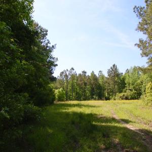Photo of REDUCED!  443.3 Acres of Farm and Timber Land For Sale In Pamlico County NC!
