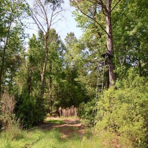 Photo of REDUCED!  443.3 Acres of Farm and Timber Land For Sale In Pamlico County NC!