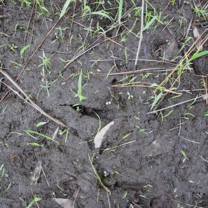 Photo of REDUCED!  443.3 Acres of Farm and Timber Land For Sale In Pamlico County NC!