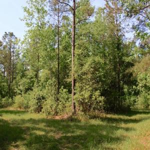 Photo of REDUCED!  443.3 Acres of Farm and Timber Land For Sale In Pamlico County NC!
