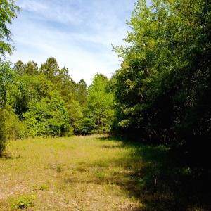 Photo of REDUCED!  443.3 Acres of Farm and Timber Land For Sale In Pamlico County NC!