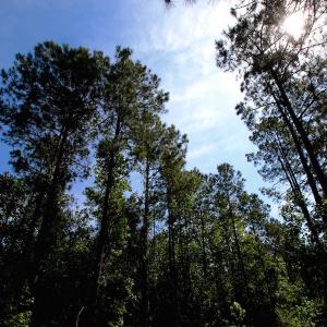 Photo of REDUCED!  443.3 Acres of Farm and Timber Land For Sale In Pamlico County NC!