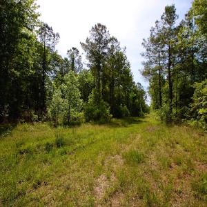 Photo of REDUCED!  443.3 Acres of Farm and Timber Land For Sale In Pamlico County NC!