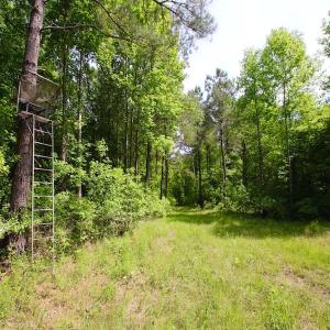 Photo of REDUCED!  443.3 Acres of Farm and Timber Land For Sale In Pamlico County NC!